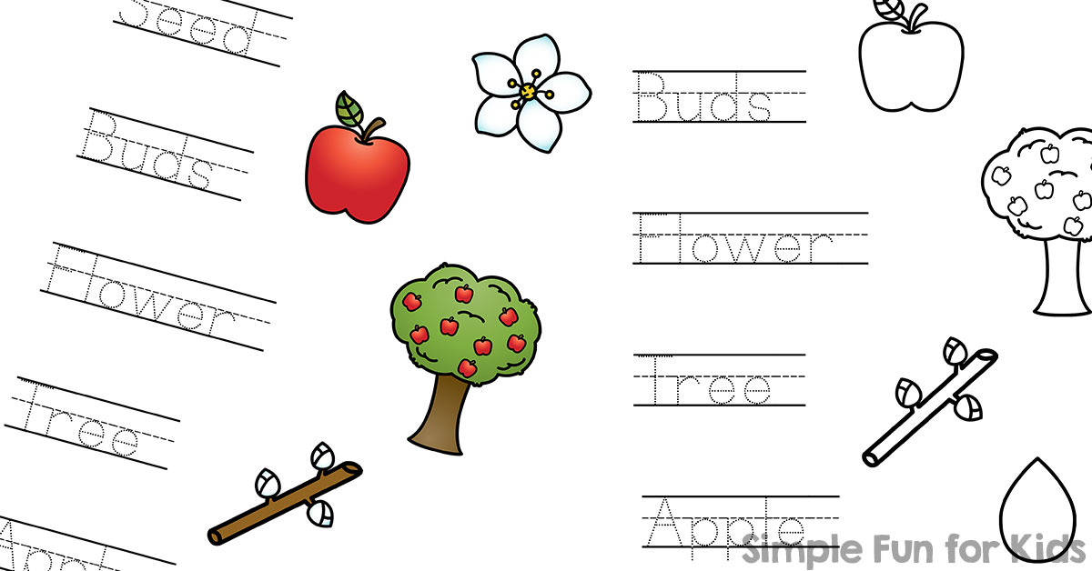 Apple Life Cycle Read, Trace, and Connect Worksheet - Simple Fun for ...