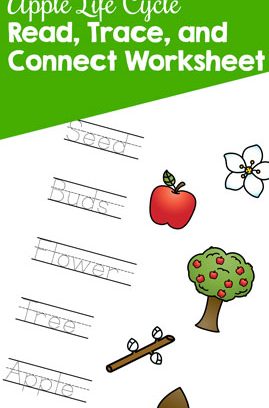 Apple Life Cycle Read, Trace, and Connect Worksheet