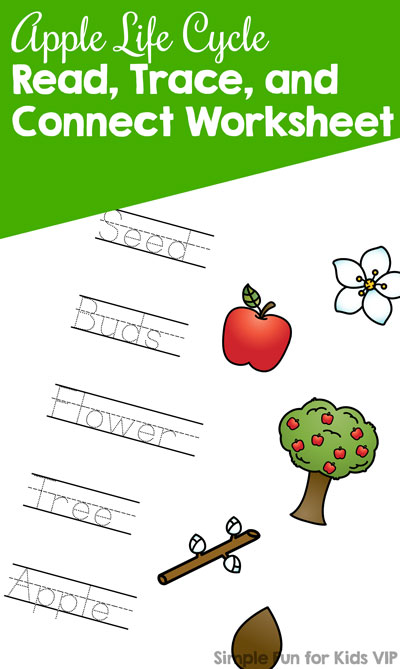 Use this Apple Life Cycle Read, Trace, and Connect Worksheet to practice reading and writing apple life cycle-related words with your kindergartener! No prep required, print and use.