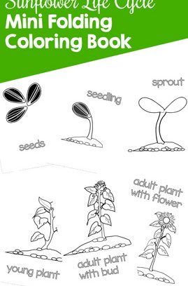 Sunflower Life Cycle Mini Folding Coloring Book