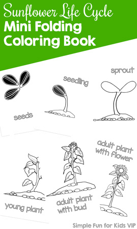Color and learn about the sunflower life cycle mini folding coloring book. Day 5 of the 7 Days of Sunflower Printables for Kids series.