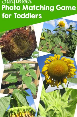 Sunflower Photo Matching Game Printable