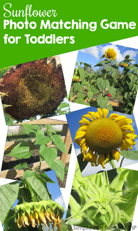 Sunflower Photo Matching Game Printable